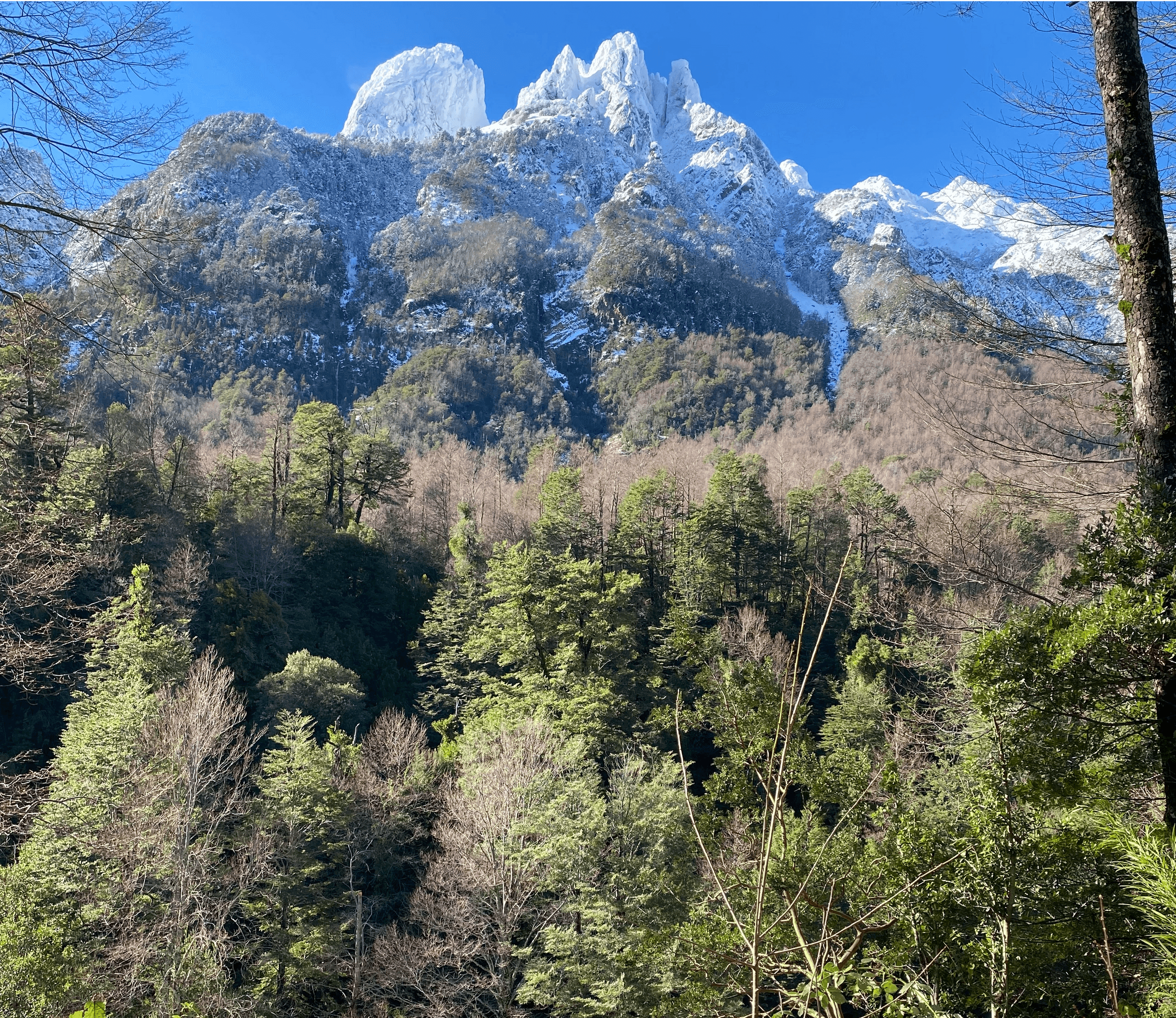 Paisaje boscoso — portada Poda En Altura Pucón